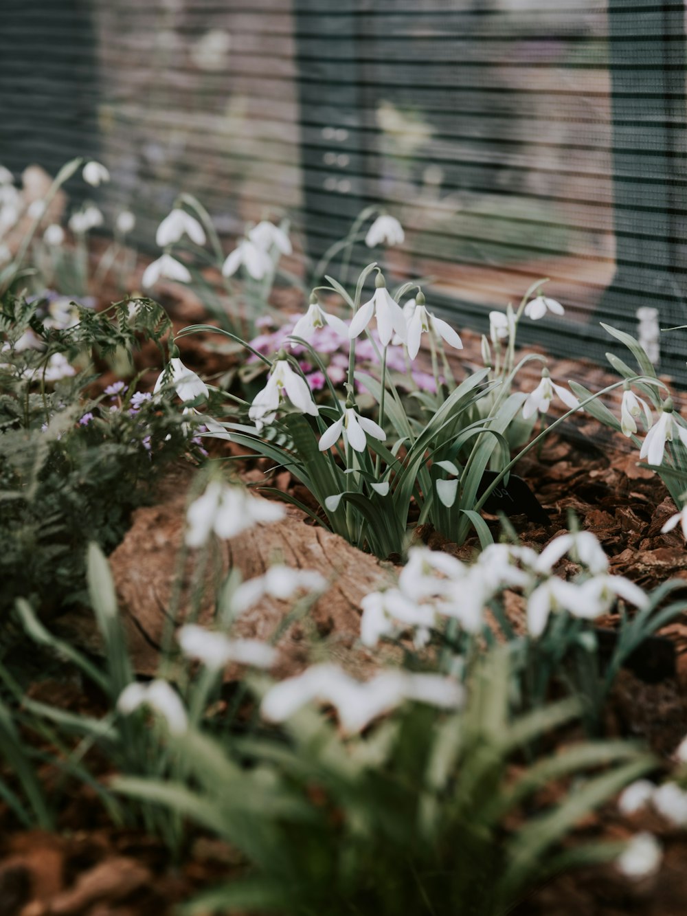 white petaled flowers