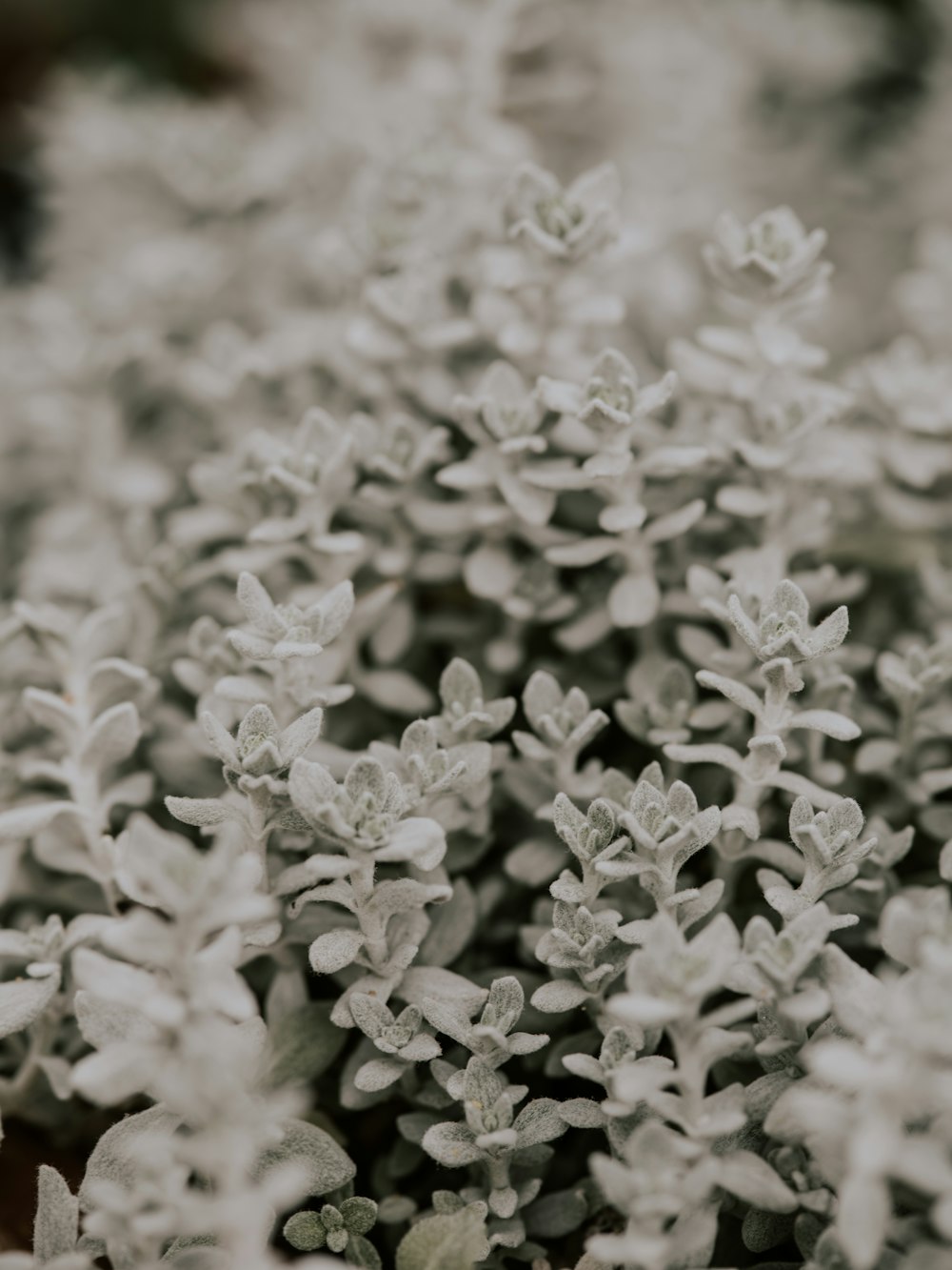 close-up photography of white plant