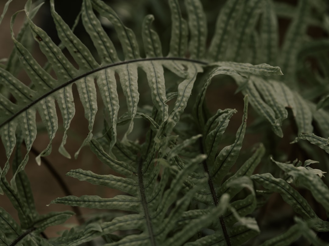 green fern