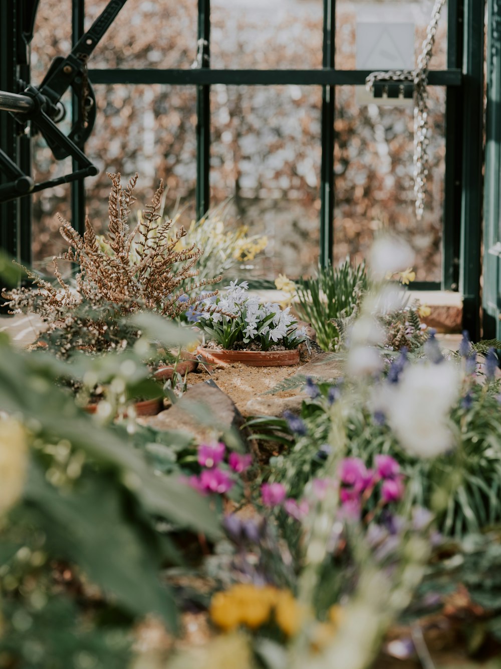 blooming plants in garden