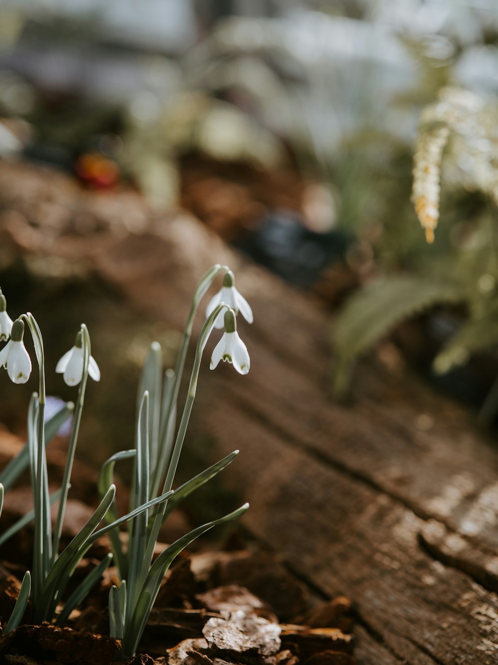 shallow focus photography of green-leafed plant with white flowers