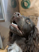 A close-up of a dog’s excited face next to a bag of pawviva premium dog food.