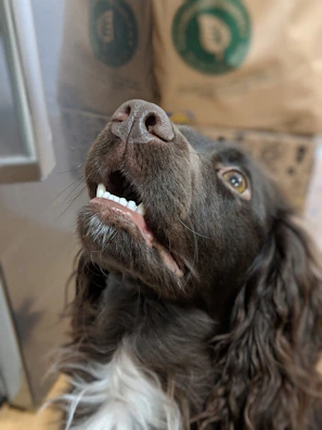 A close-up of a dog’s excited face next to a bag of pawviva premium dog food.