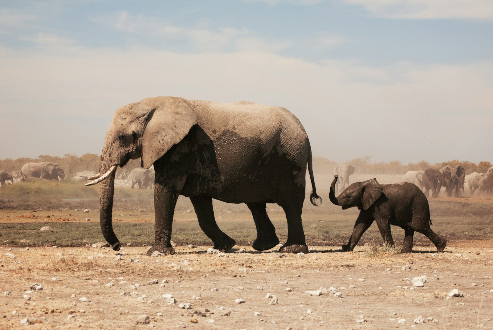 Nikon AF-S DX Nikkor 55-200mm F4-5.6G ED sample photo. Two grey elephants walking photography