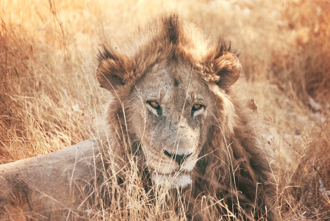 Wildlife, lion, mammal and animal HD photo by Tobias Adam (@tobiasadam) on Unsplash Wildlife, lion, mammal and animal HD photo by Tobias Adam (@tobiasadam) on Unsplash