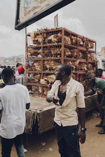 A man stands in front of a truck loaded with multiple cages filled with chickens. Several people are gathered around the vehicle, engaging in what appears to be a market or trading scene. The atmosphere is busy and there are scattered objects on the ground.