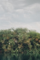 A peaceful moment by the Charco Azul wetland with birds and lush greenery.