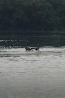 A vibrant Liberian forest scene with a rare pygmy hippopotamus near a calm riverbank at dawn.