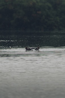 A vibrant Liberian forest scene with a rare pygmy hippopotamus near a calm riverbank at dawn.