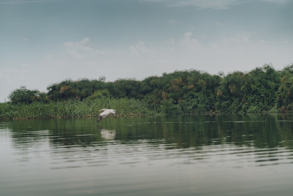 pájaro blanco sobre el cuerpo de agua