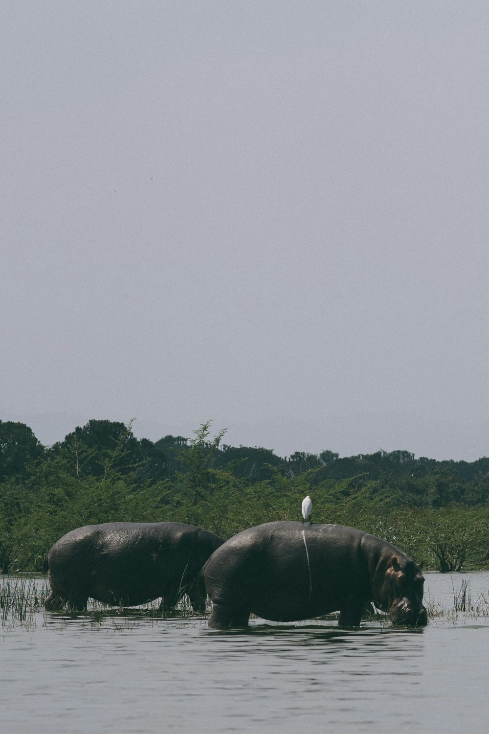 two black hippos on body of water