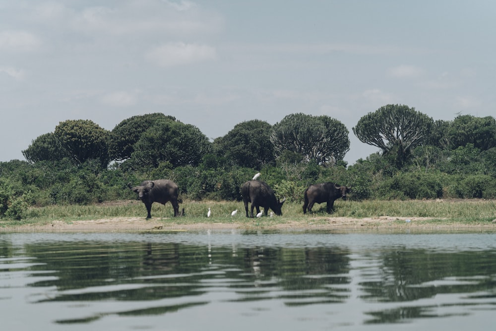 three black water buffalos standing beside body of water