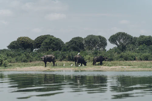 Lions in Kidepo