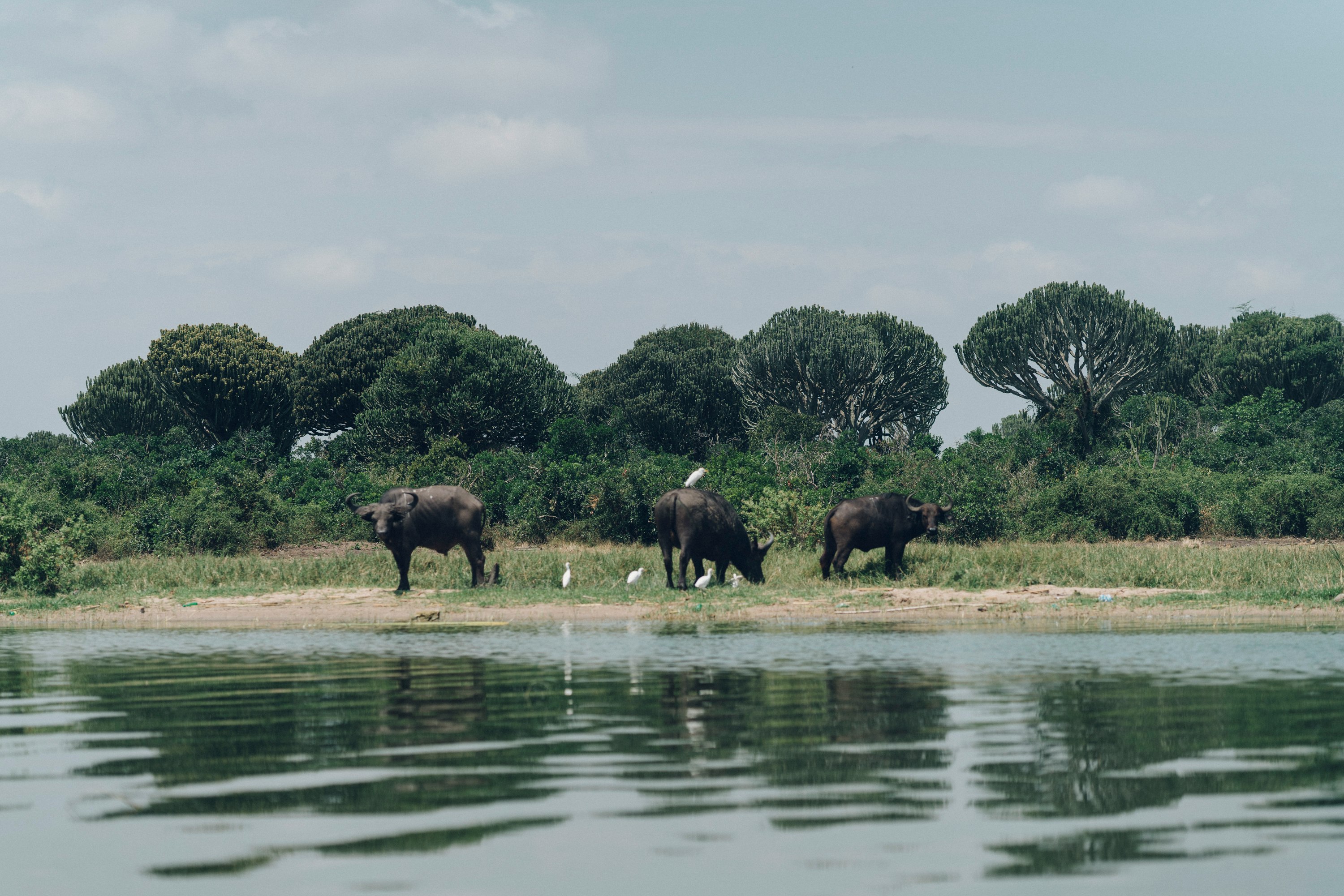 three black water buffalos standing beside body of water