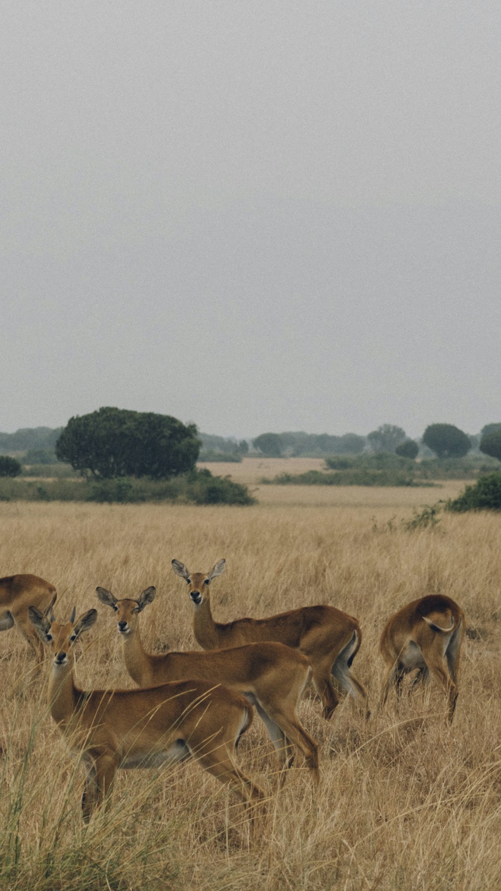 five brown deer's surrounded by brown grass