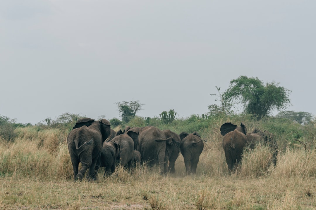 group of elephant on green grass field
