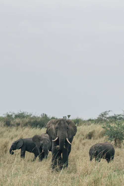 Mount Elgon forest