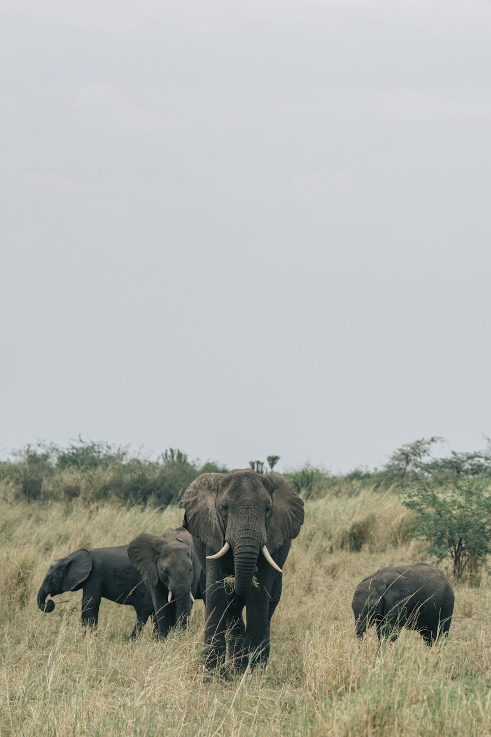 black elephant on grass field