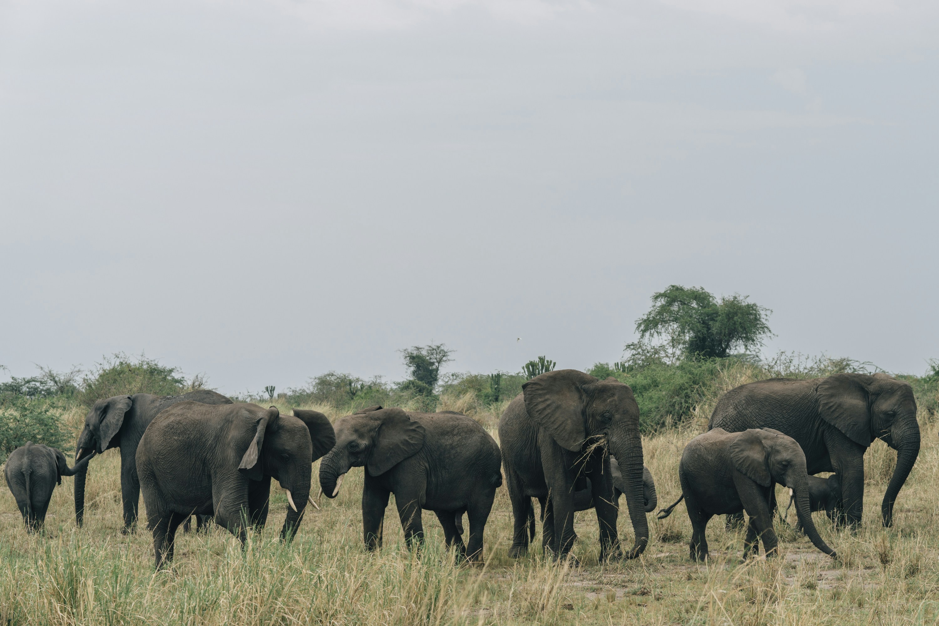 A herd of elephants in the Tanzanian savanna