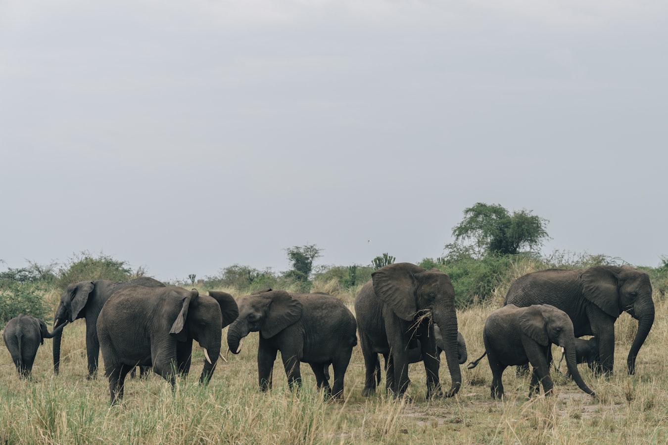 uganda-slon-queen-elizabeth-park