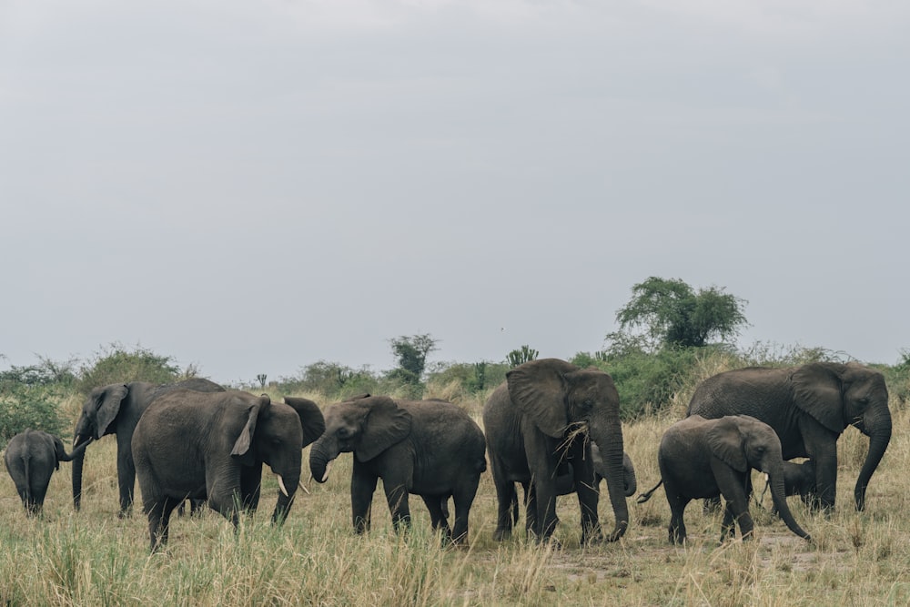 group of elephants
