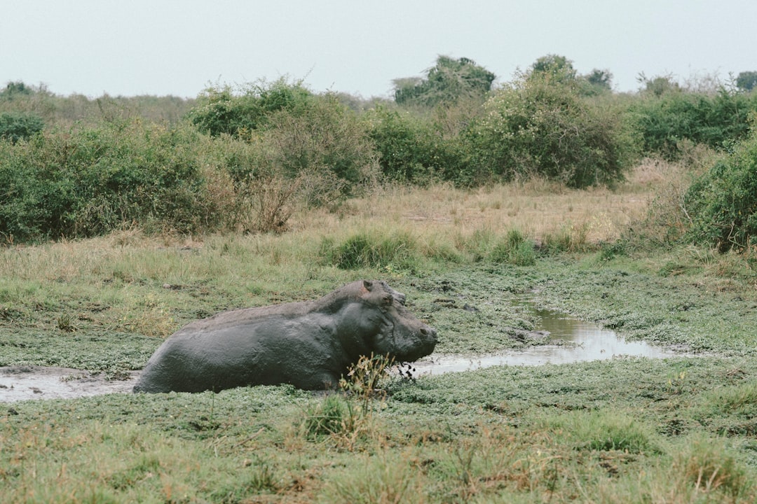 black hippopotamus on green grass field