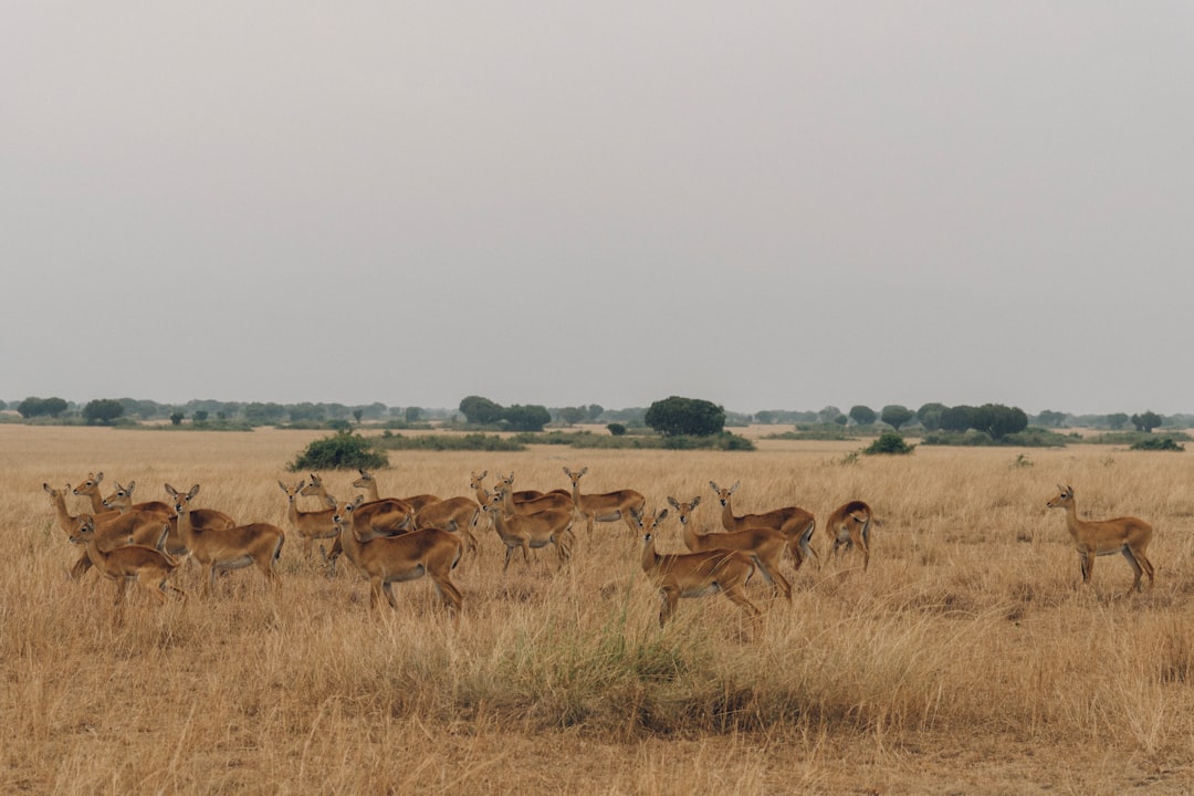 group of brown deer on brown grass field