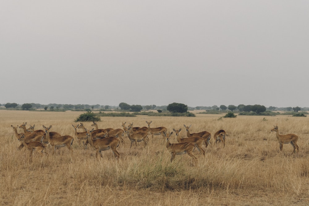 group of brown deer on brown grass field