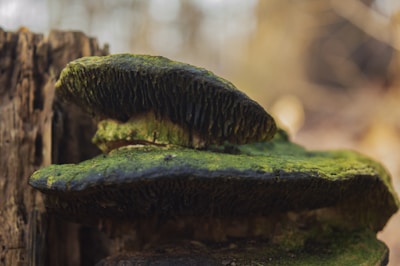 Close-up of a fungal infection on a green leaf showing detailed spore structures.