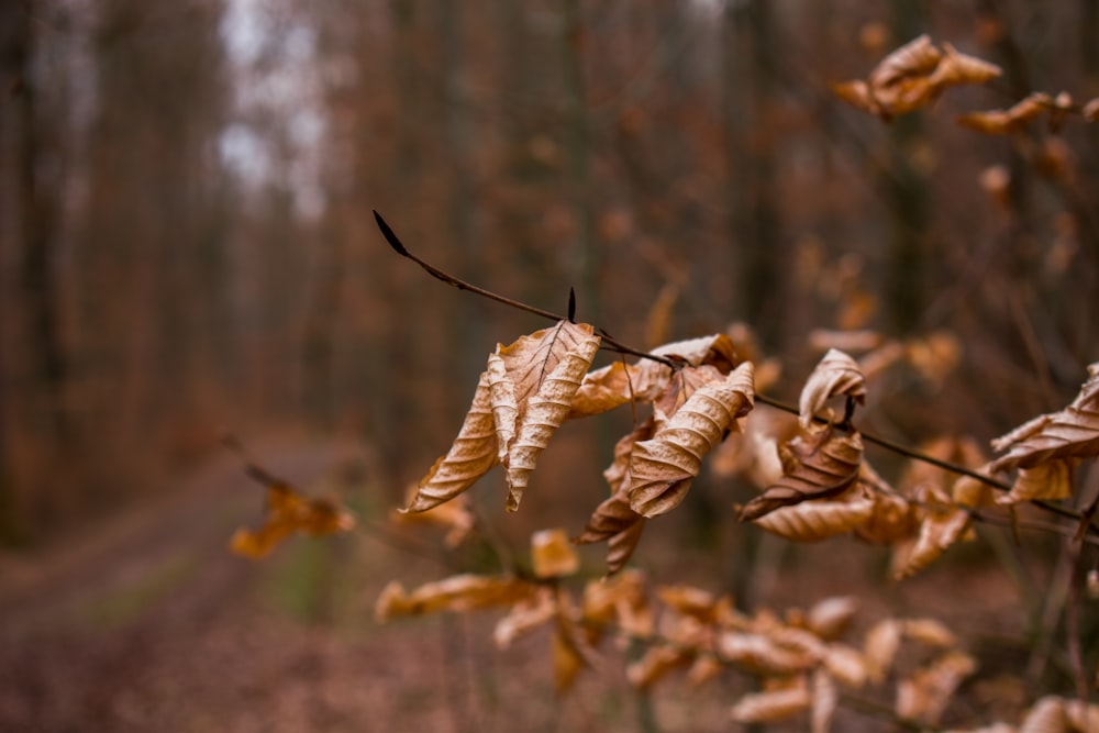 brown dried leaves