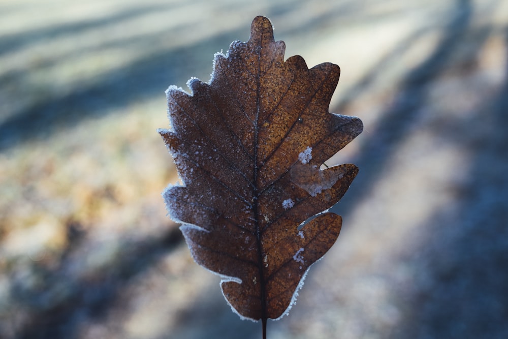 close-up photography of brown leaf