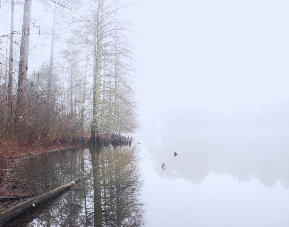 plan d’eau à côté d’arbres