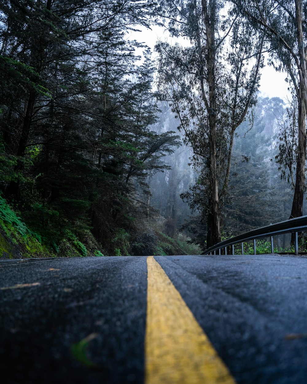 black concrete road under green trees