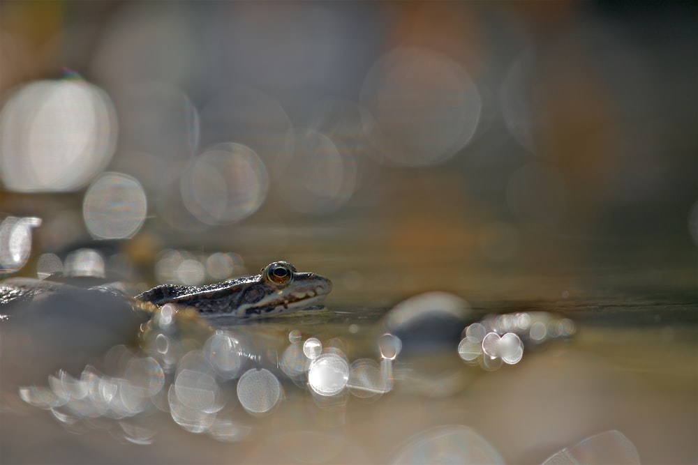 茶色と灰色のカエルのセレクティブフォーカス写真