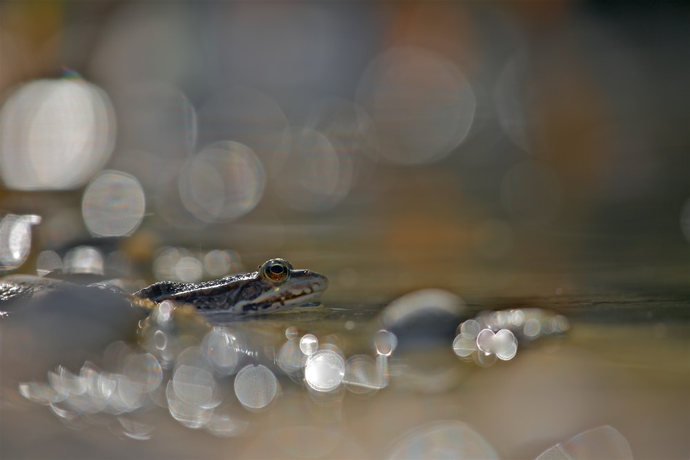 selective focus photography of brown and gray frog