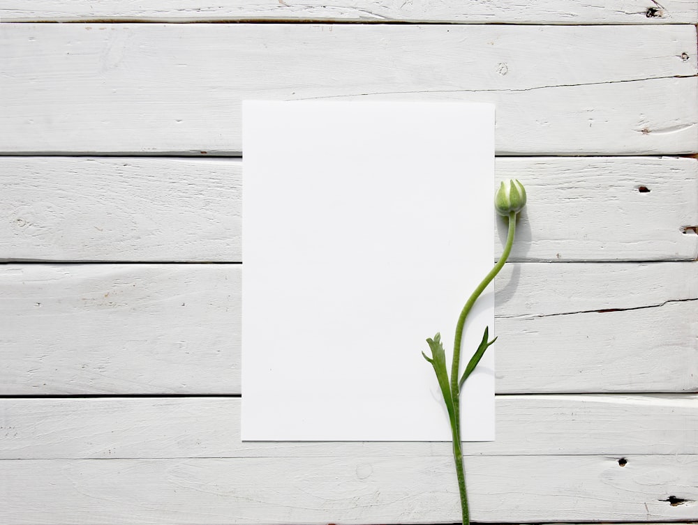 green plant on white paper