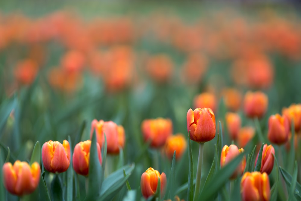 red tulip flower field