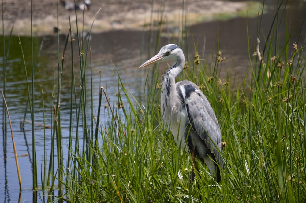 white bird on green grass