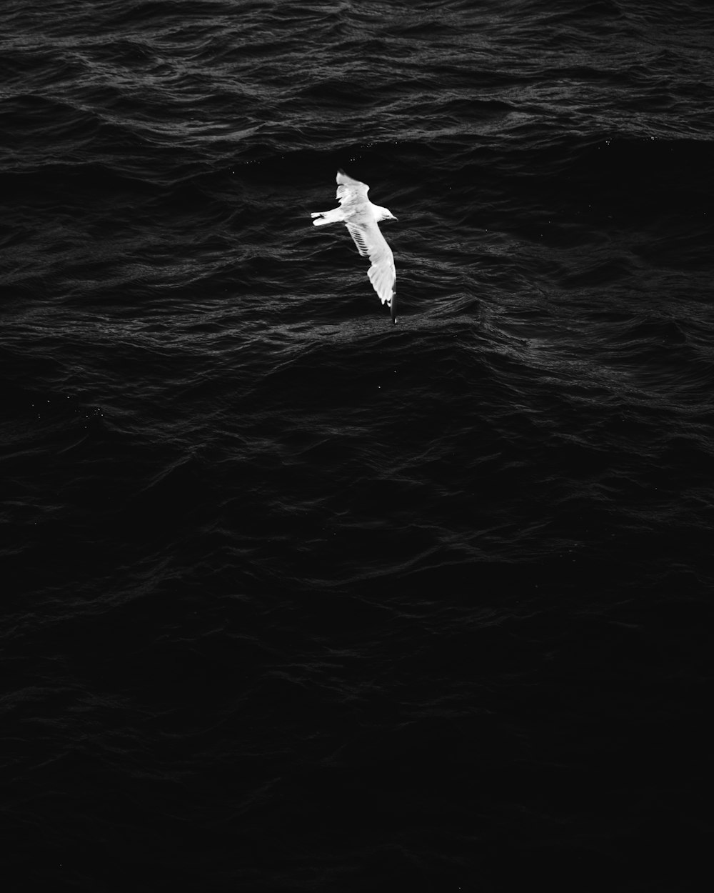 soaring white bird over rippling water