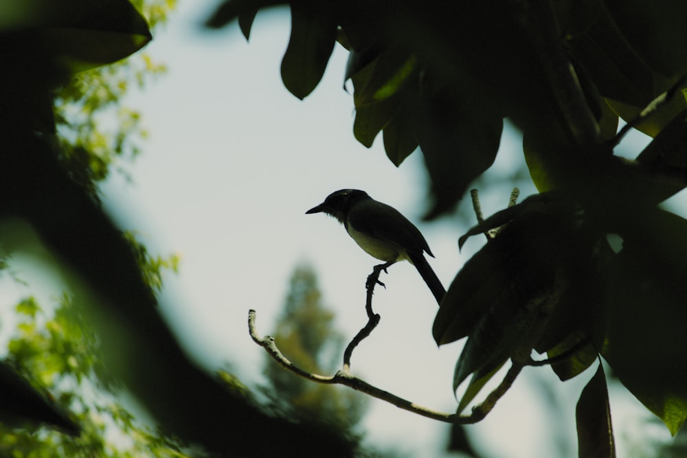 silhouette photography of birds