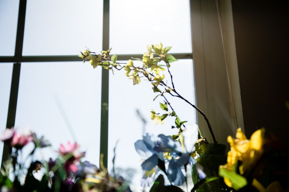 shallow focus photography of green-leafed plant beside window
