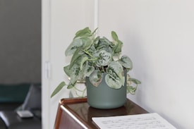 A green potted plant with large, variegated leaves sits on a wooden surface. The plant appears vibrant and healthy, with a mixture of light and dark green colors. Next to it, a sheet of music paper is partially visible.