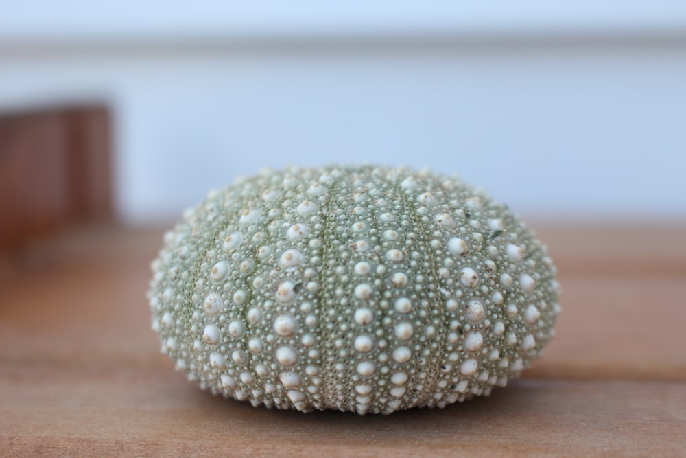 selective focus photography of round white and green sea creatures