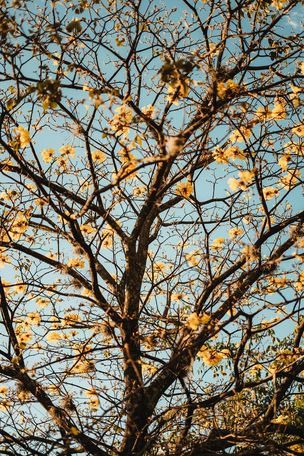 brown and yellow tree under clear blue sky