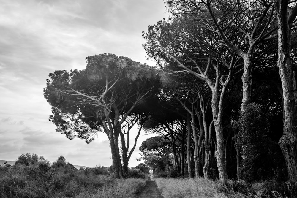 gray scale photo of tree