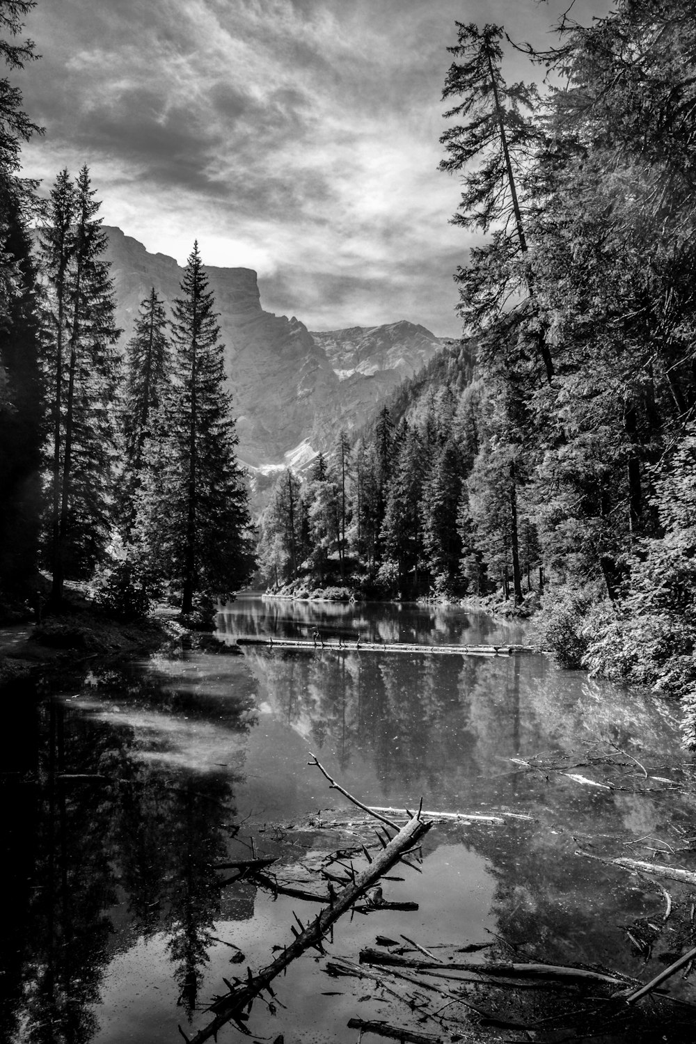 grayscale photography of trees beside body of water