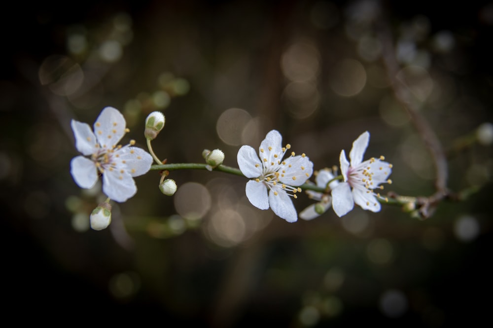 selective focus photography of white-petaled flowers