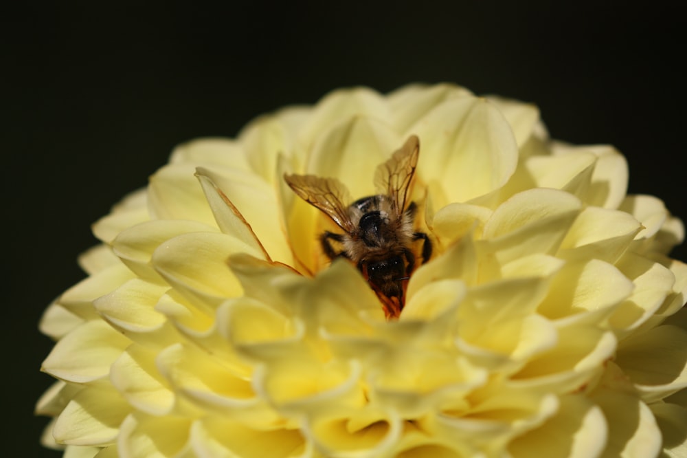 shallow focus photography of bee on yellow flower