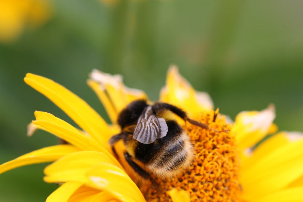 close-up photo of yellow bee