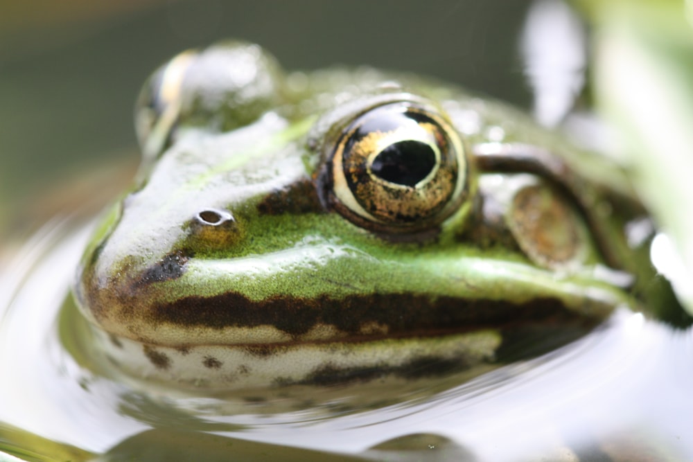 closeup photo of green forg